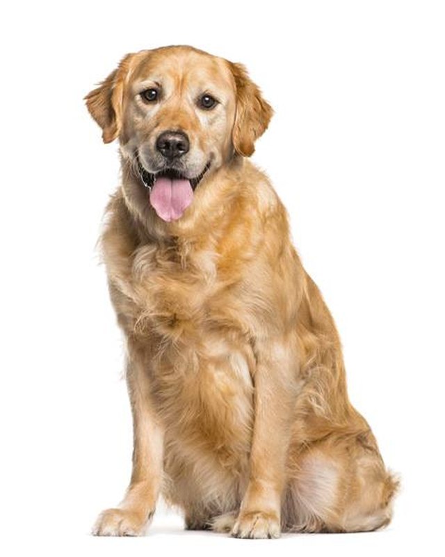 Golden Retriever assis de face