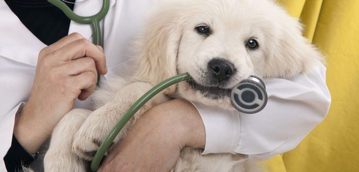 sante golden retriever