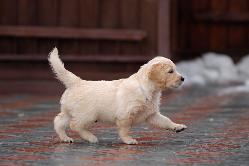 Education chiot golden retriever
Credit photo Orientgold Shutterstock